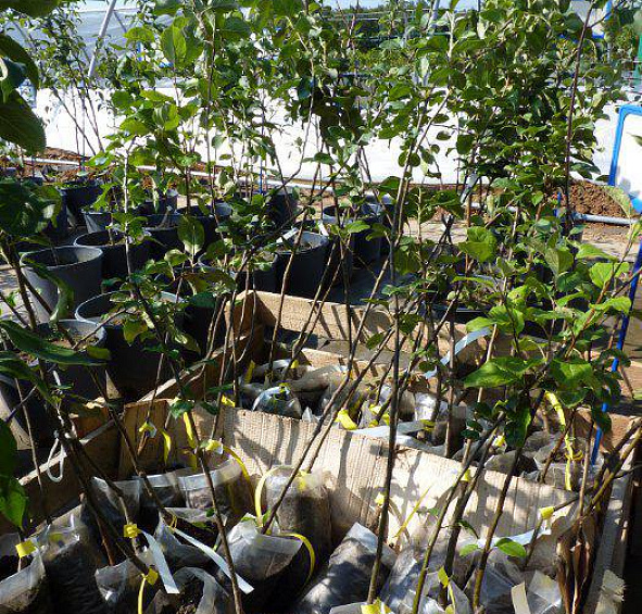 Яблоня Звездочка