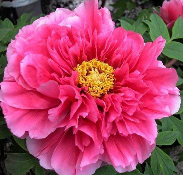 древовидный Каоу (suffruticosa Kaow)