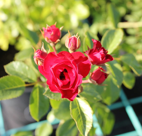 Роза 'Фиона' (почвопокровная) (красная)