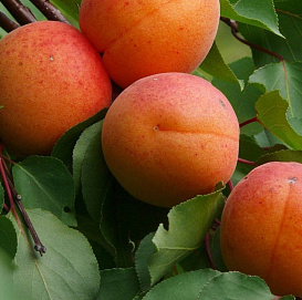 Абрикос 'Графиня'