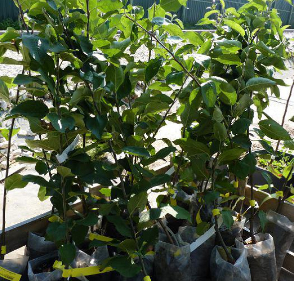 Яблоня домашняя 'Грушовка Московская'