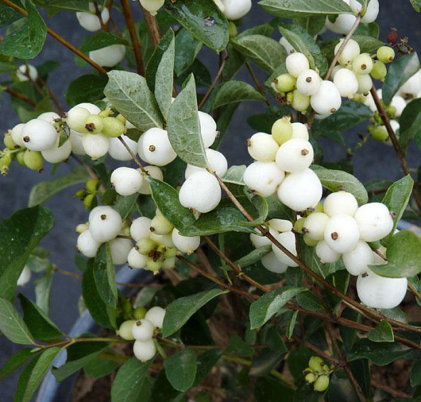 Снежноягодник белый слабоблестящий