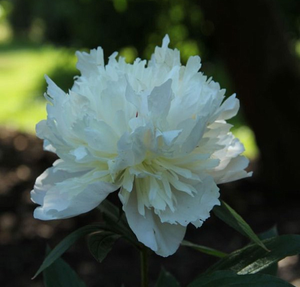 Пион молочноцветковый 'Баронесса Шредер' (кремово розовый с белым)