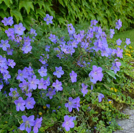 Герань гибридная 'Джонсонс Блю'