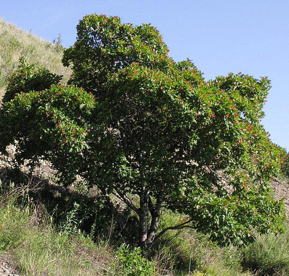 Клён татарский (Acer tataricum)