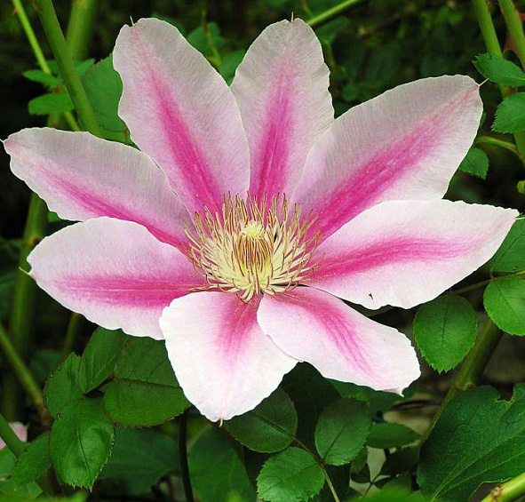 Клематис 'Нелли Мозер'