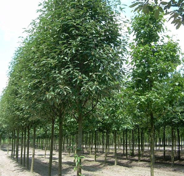 Рябина тюрингская 'Фастигиата'