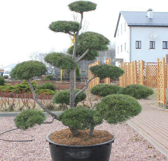 Бонсай из сосны горной