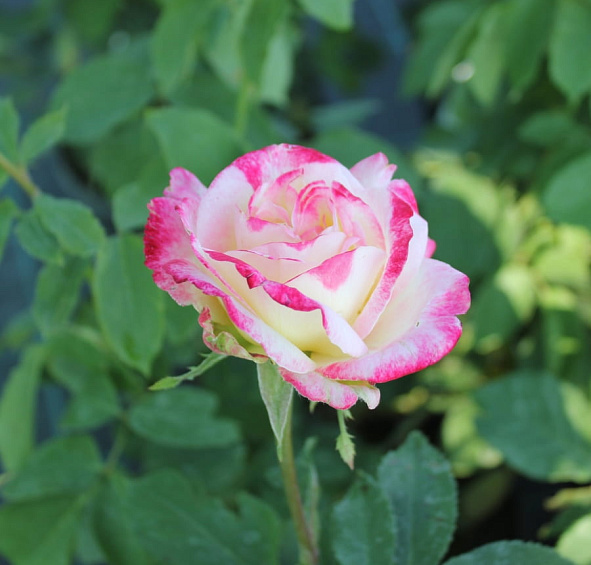 Роза 'Чандос Бьюти' (чайно-гибридная)(персиково - белая)