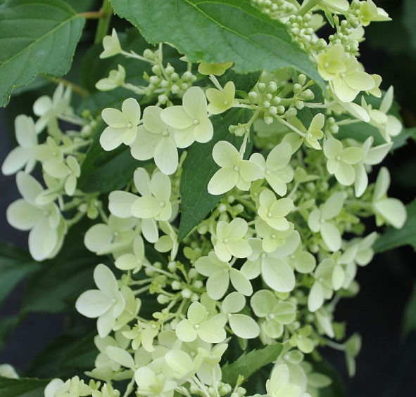 Гортензия метельчатая 'Долли'