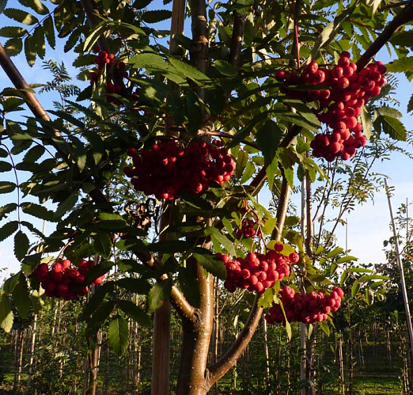 Рябина обыкновенная 'Эдулис'