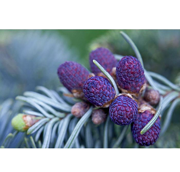 Ель колючая 'Костер'