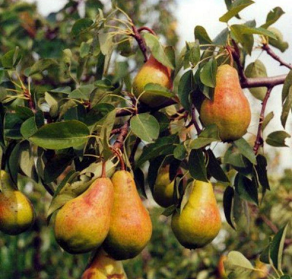 Груша Прибалтийская маслянистая