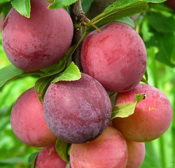 Алыча Найдена