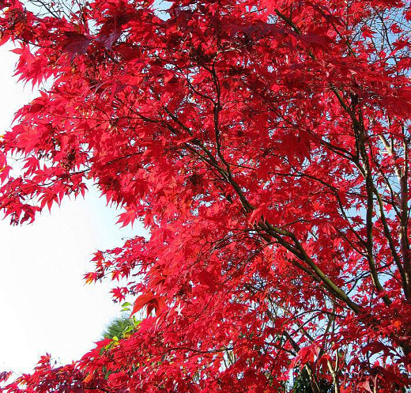 Клен веерный 'Блудгуд'