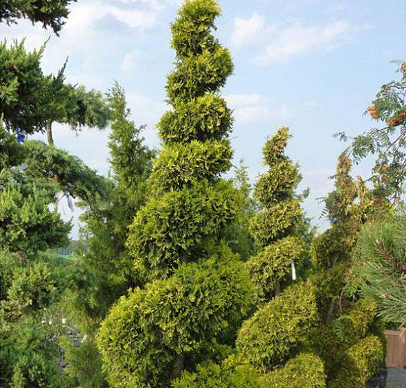 Туя западная Еллоу Риббон спираль 225-250