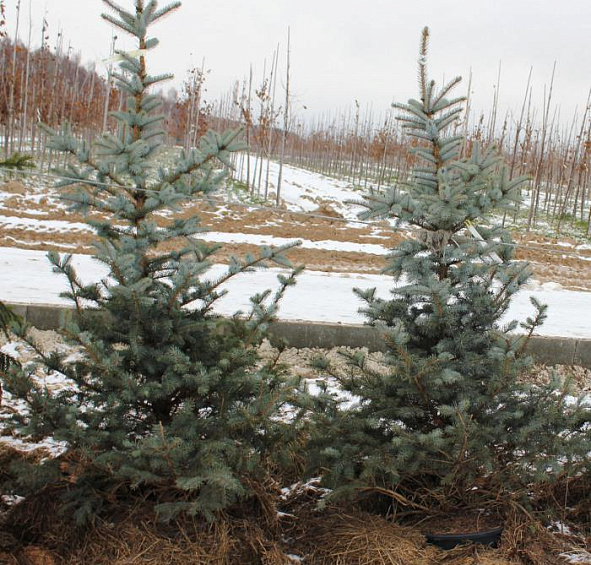Ель колючая 'Блу Даймонд'
