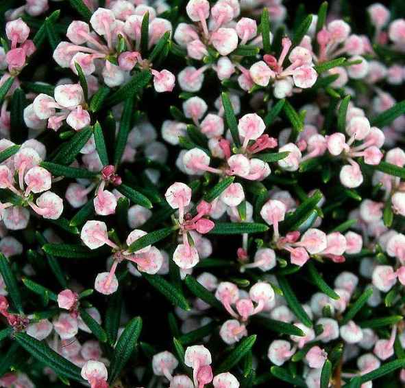 Андромеда многолистная (Подбел) 'Компакта'