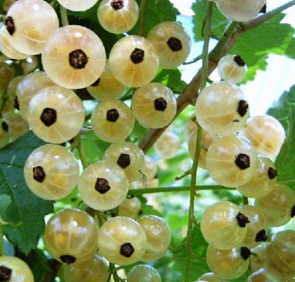 Смородина белая 'Белая Версальская'