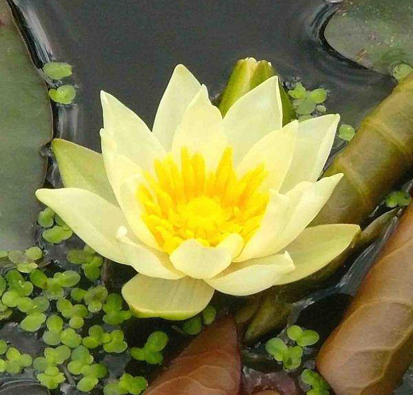 Кувшинка 'Пигмея Хелвола'