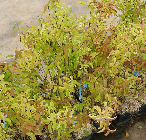 Дейция шершавая