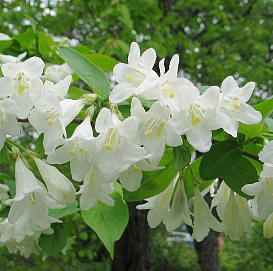 Вейгела цветущая 'Альба'