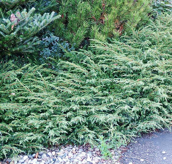 Можжевельник обыкновенный 'Грин Карпет'