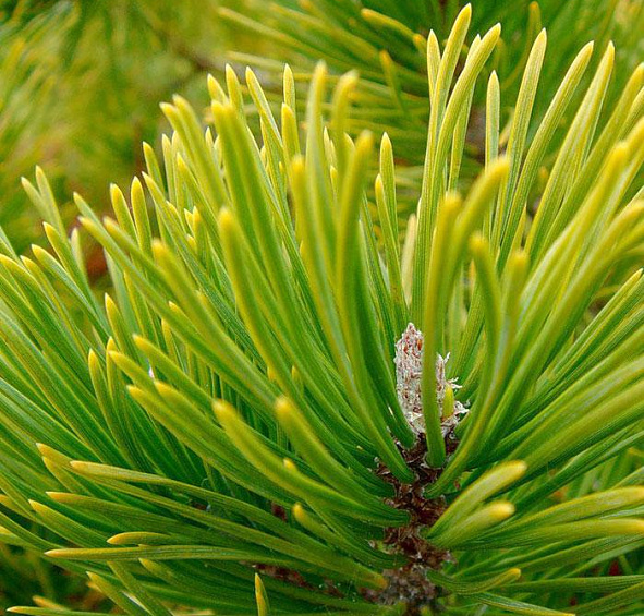 Сосна горная 'Винтер Голд'