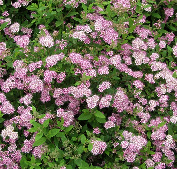 Спирея японская 'Литл Принцесс'