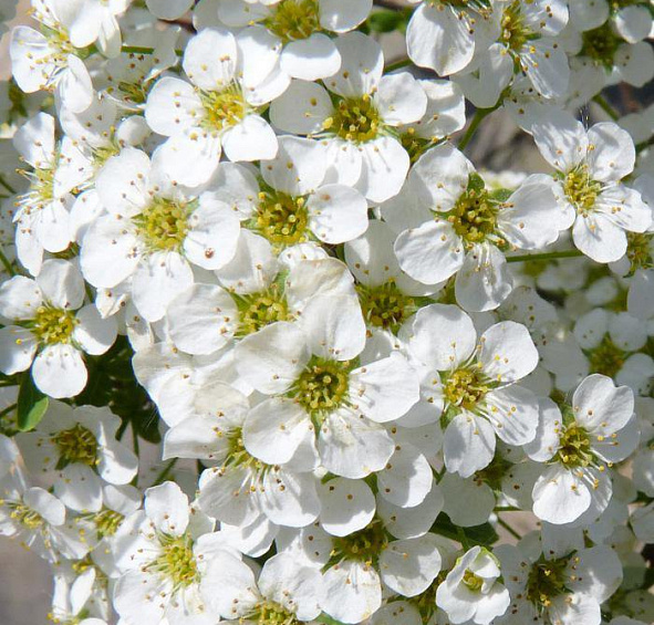 Спирея серая (пепельная) 'Грациоза'