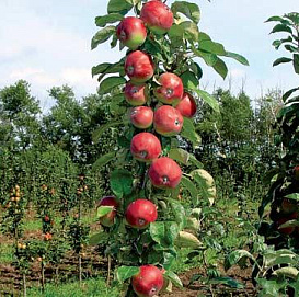 Яблоня колоновидная 'Останкино'