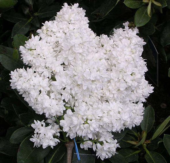 Сирень обыкновенная 'Сувенир Алисы Хардинг' (белая)