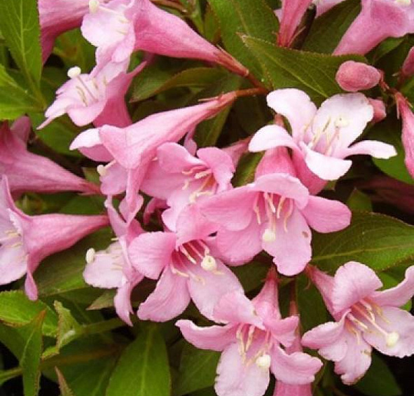 Вейгела цветущая 'Пинк Поппет'