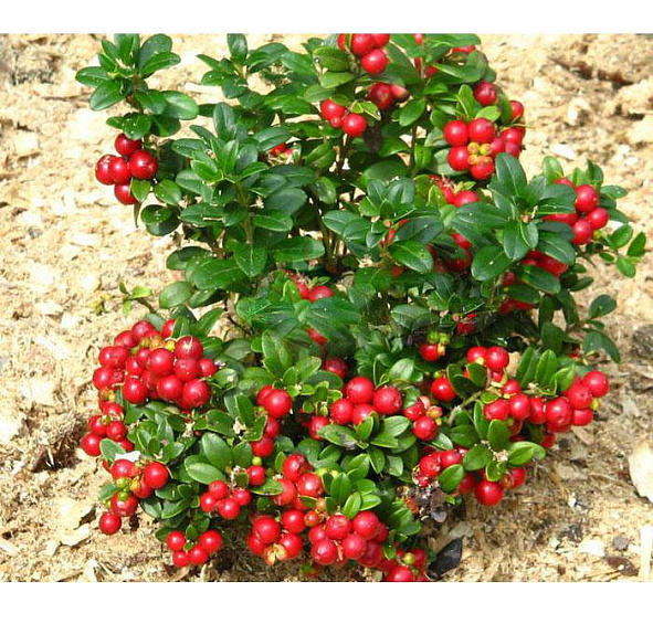 Брусника садовая 'Коралл'