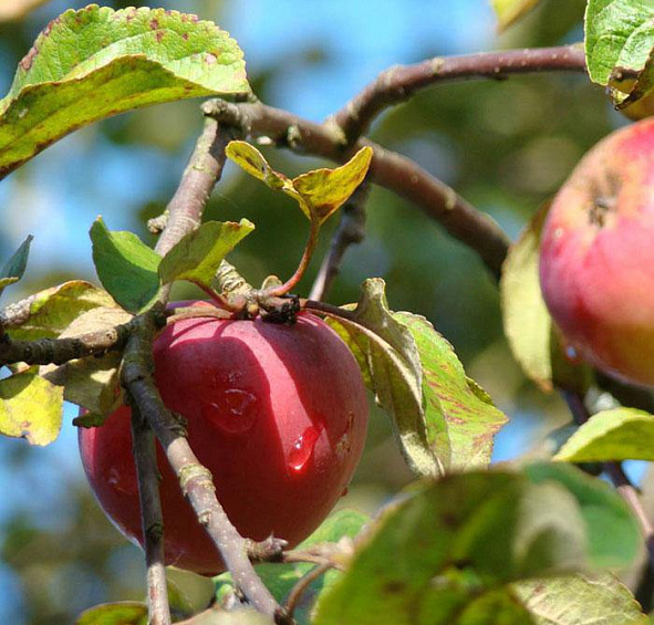 Яблоня Звездочка