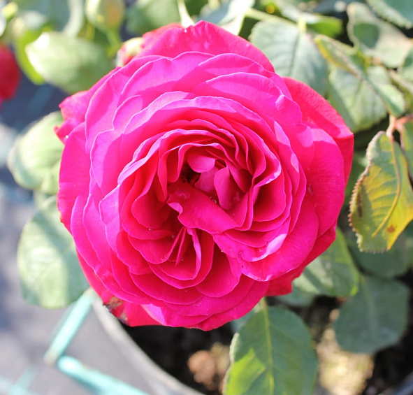 Роза 'Доминика' (чайно-гибридная) (красная)