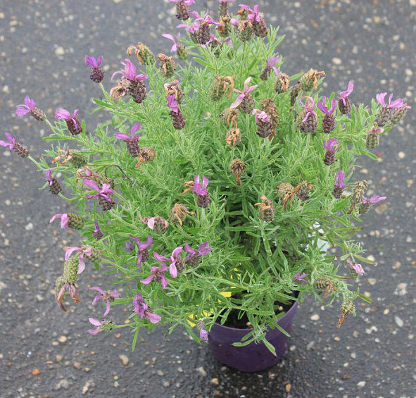 Лаванда стэха́дская 'Анук'