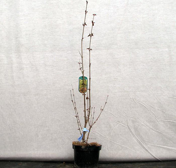 Багряник японский