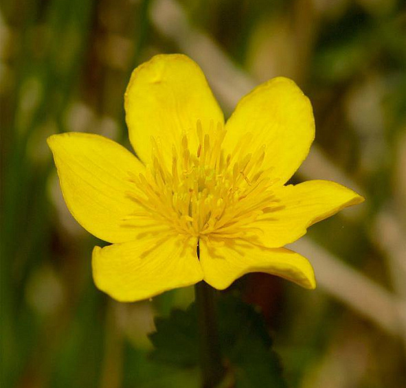 Калужница болотная