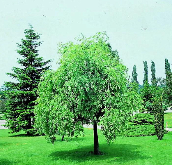 Ясень обыкновенный 'Пендула'