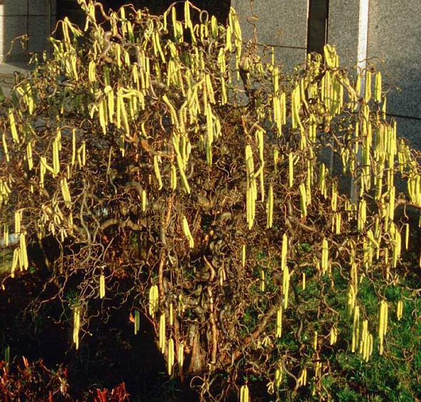 Лещина обыкновенная 'Конторта'