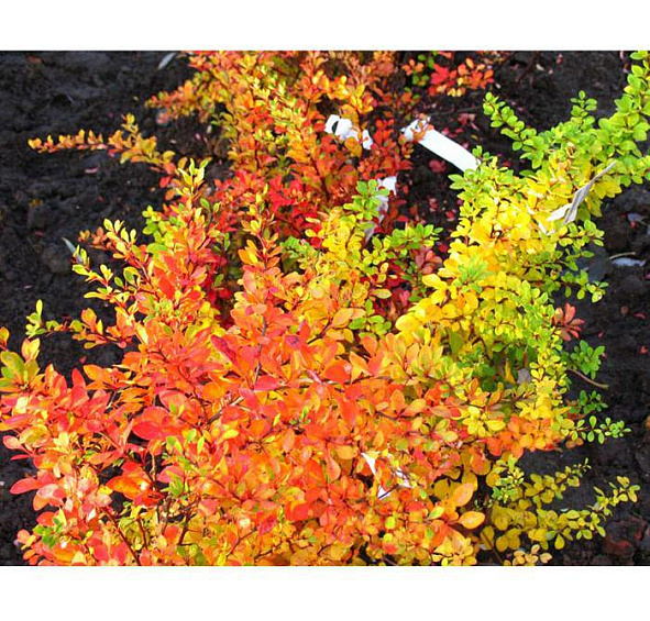 Барбарис Тунберга