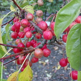 Яблоня декоративная 'Невиль Копеман'