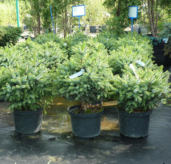 Ель сербская 'Нана'