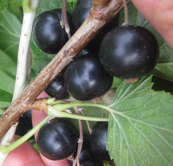 Смородина черная 'Ядреная'