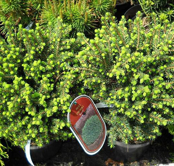 Ель сербская Карел (Karel)