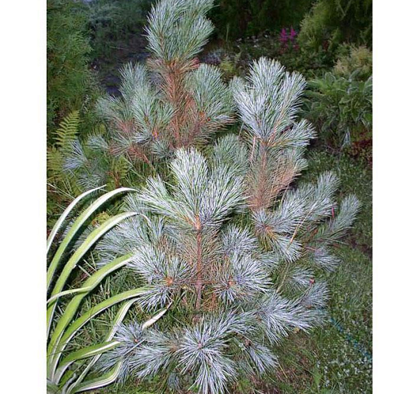 Сосна обыкновенная Глаука (Glauca)