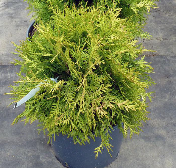 Туя западная 'Голден Глоб'
