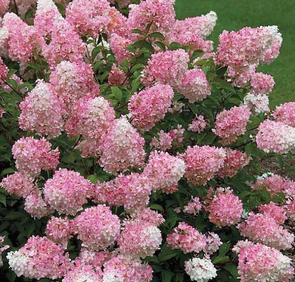 Гортензия метельчатая 'Тач оф Пинк'