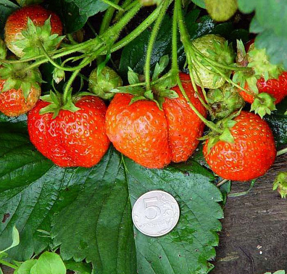 Земляника садовая (клубника) Витязь